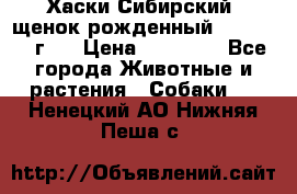 Хаски Сибирский (щенок рожденный 20.03.2017г.) › Цена ­ 25 000 - Все города Животные и растения » Собаки   . Ненецкий АО,Нижняя Пеша с.